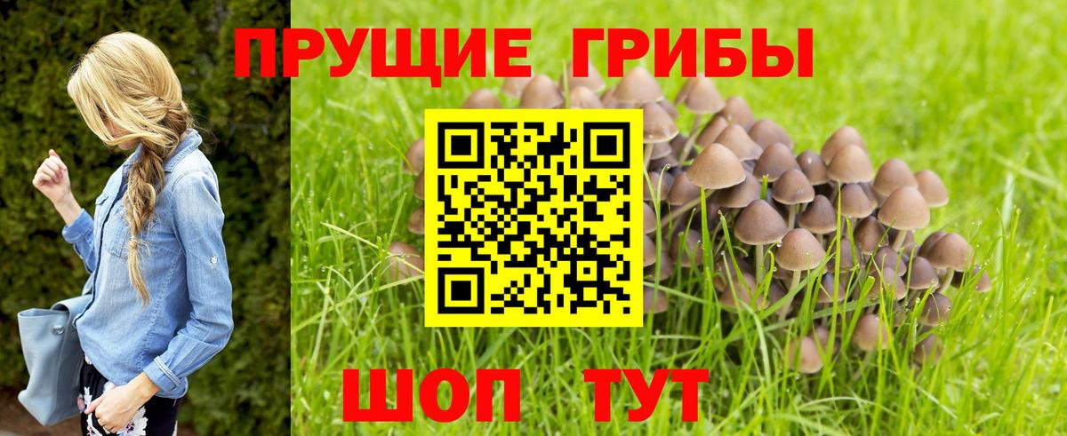 Галлюциногенные грибы GOLDEN TEACHER  Вход с VPN  Конаково 